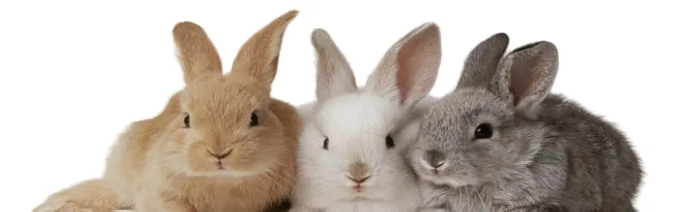 Other Pet Food accessories