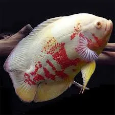 Albino Redfire Oscar