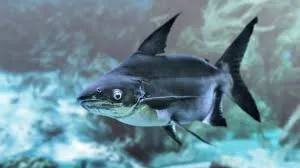 Tiger Shark Size 4 to 5 inches