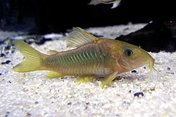 Corydora Catfish